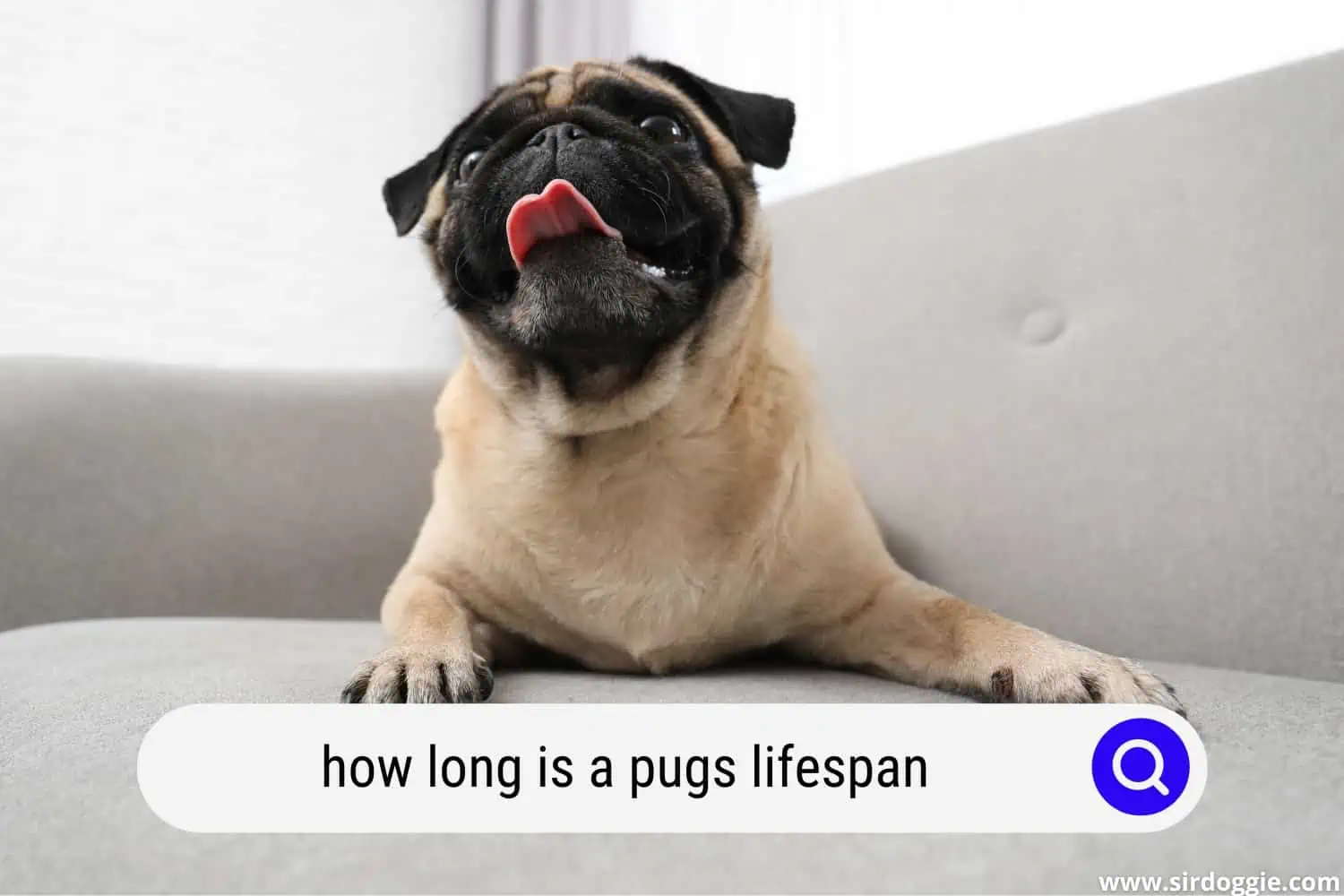 how long is a pugs lifespan