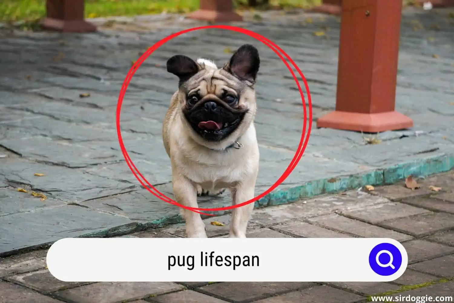 pug lifespan