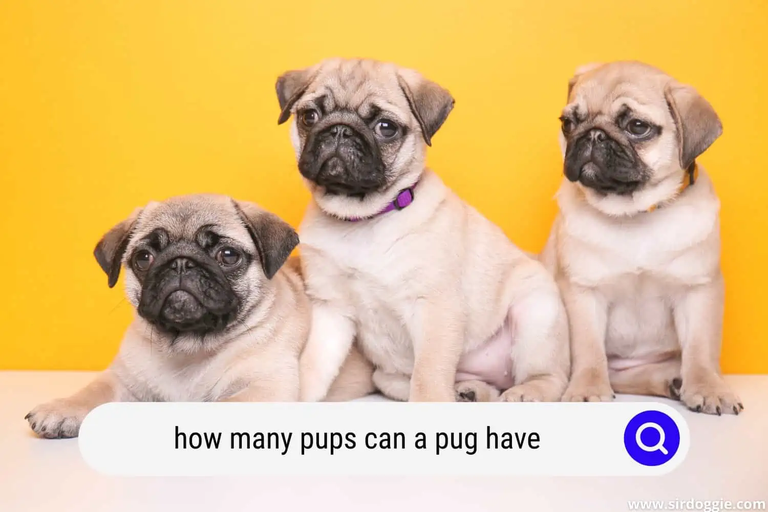 how many pups can a pug have