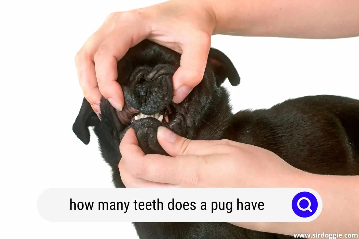 how many teeth does a pug have