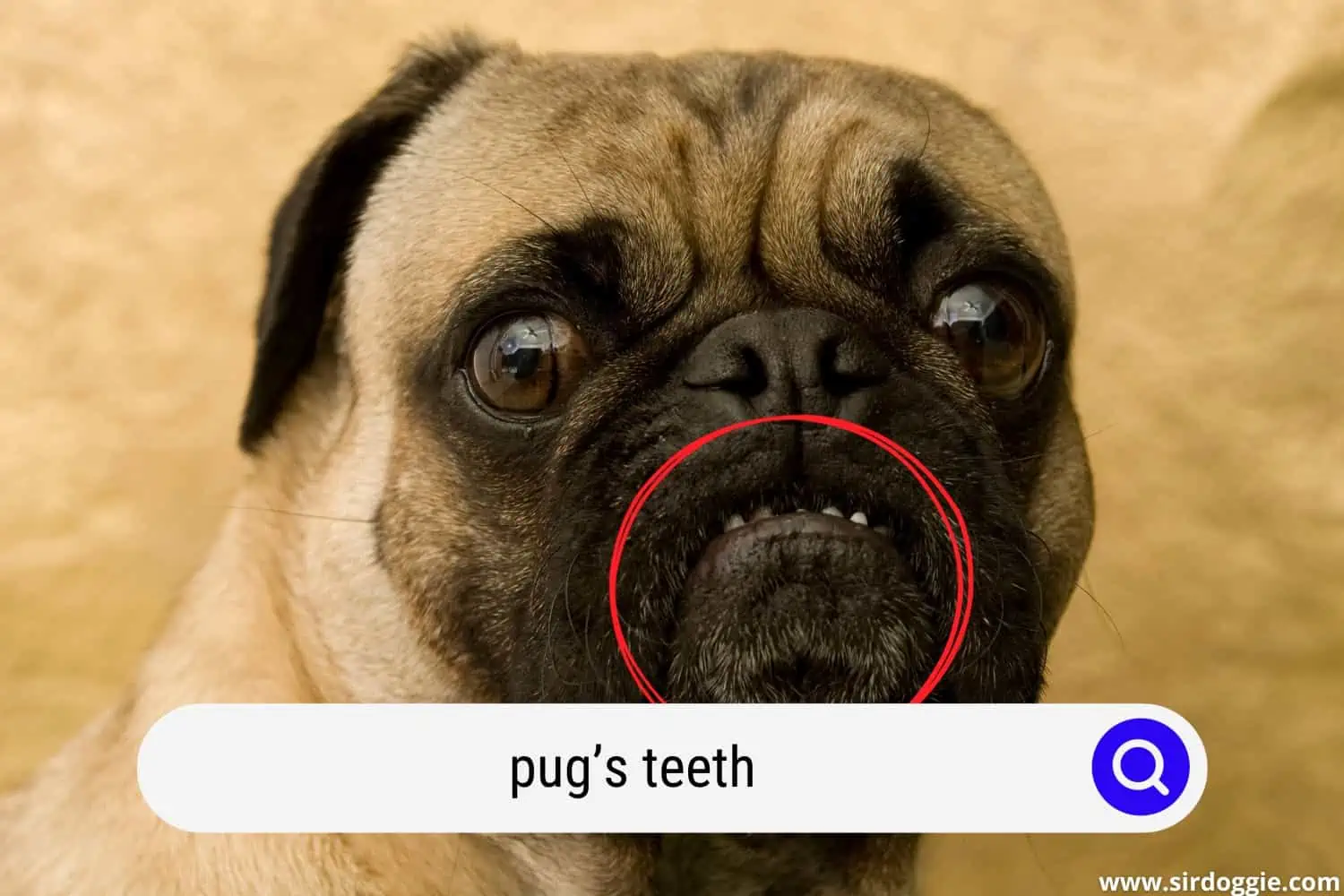 pug's teeth