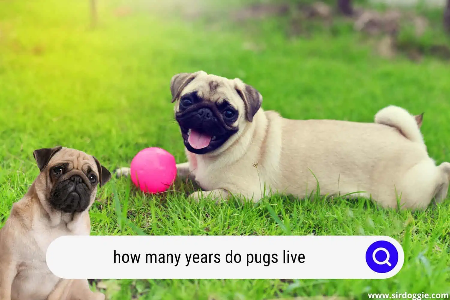 how many years do pugs live