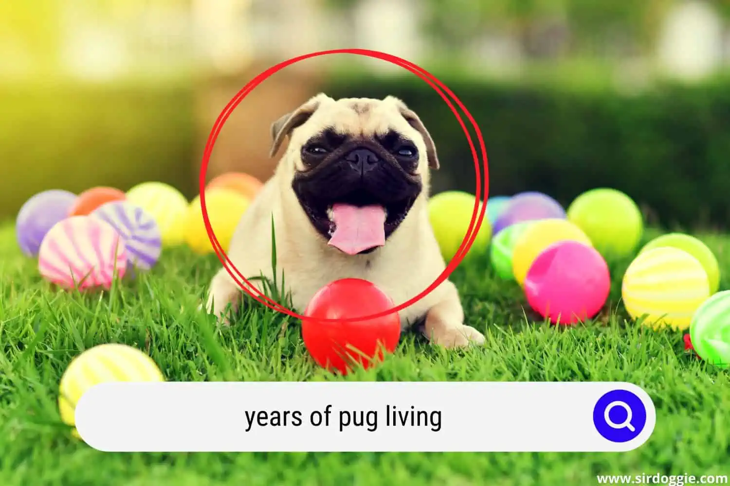 years of pug living