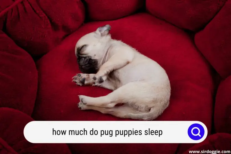 How Much Do Pug Puppies Sleep