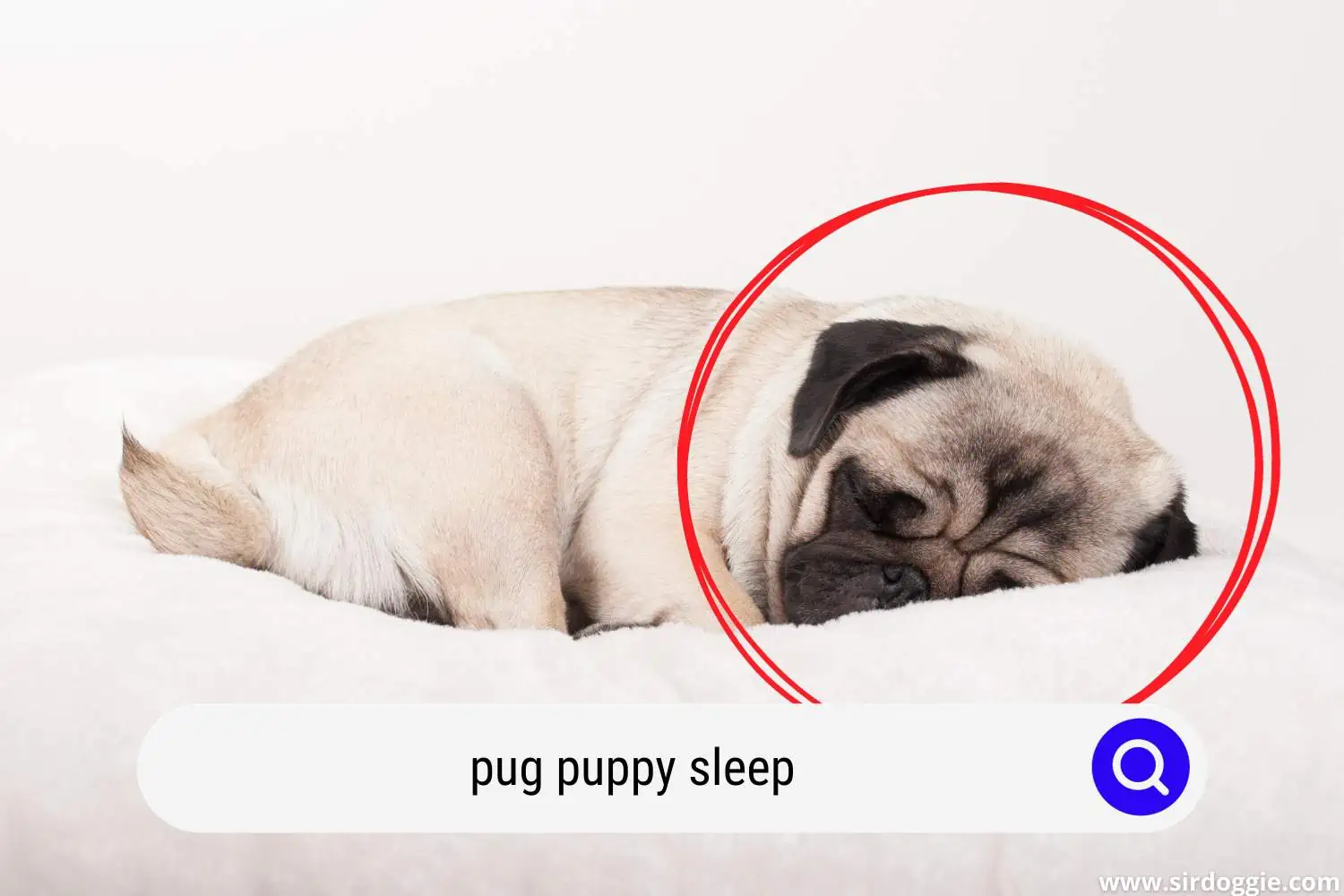 pug puppy sleep