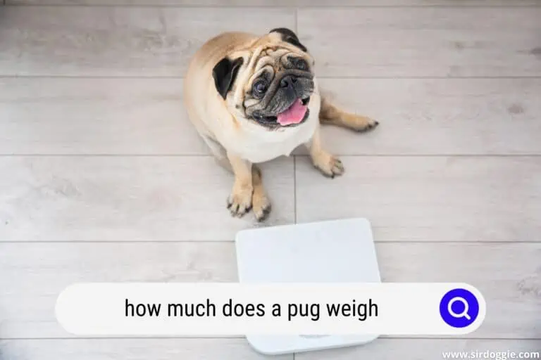 How Much Does A Pug Weigh