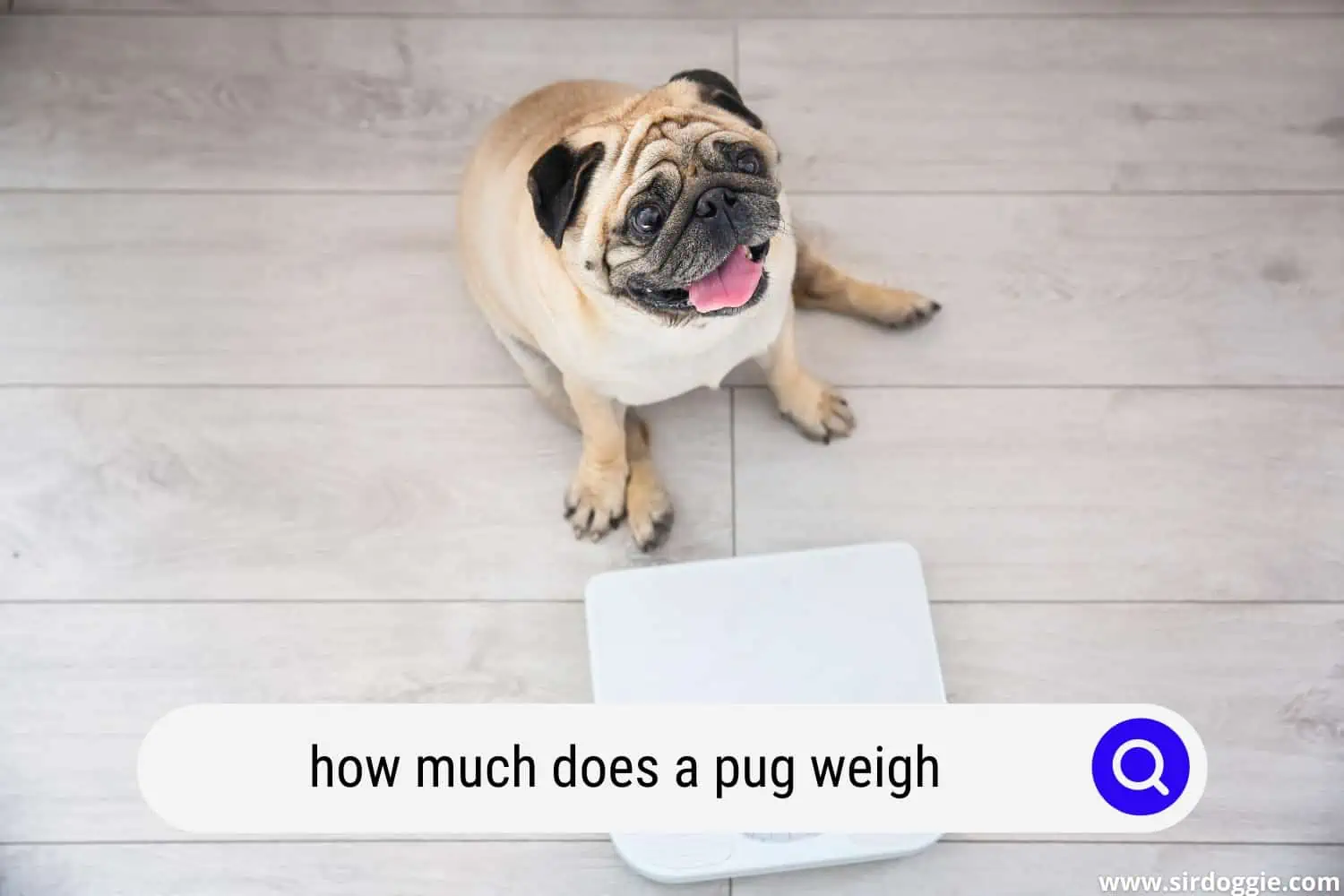 how much does a pug weigh