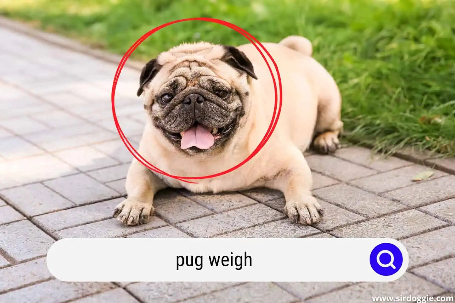 pug weigh