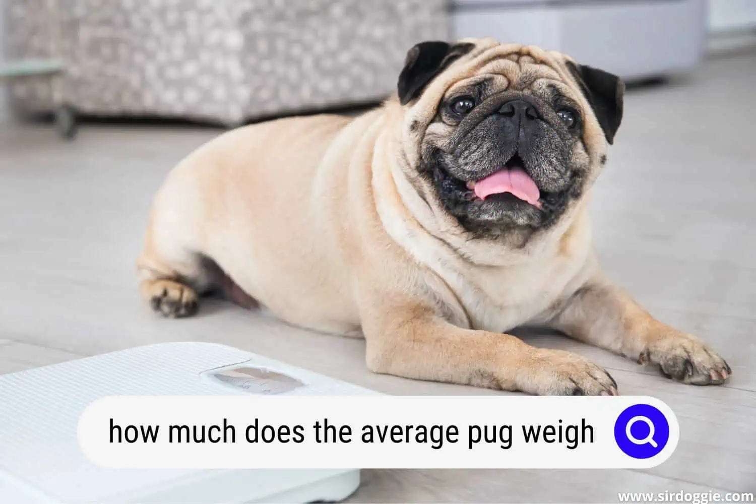 how much does the average pug weigh