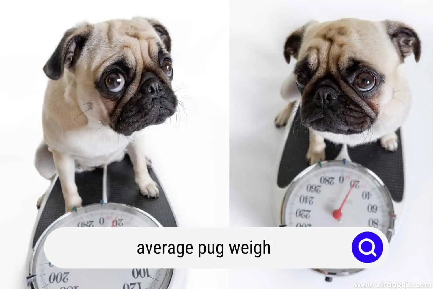 average pug weigh