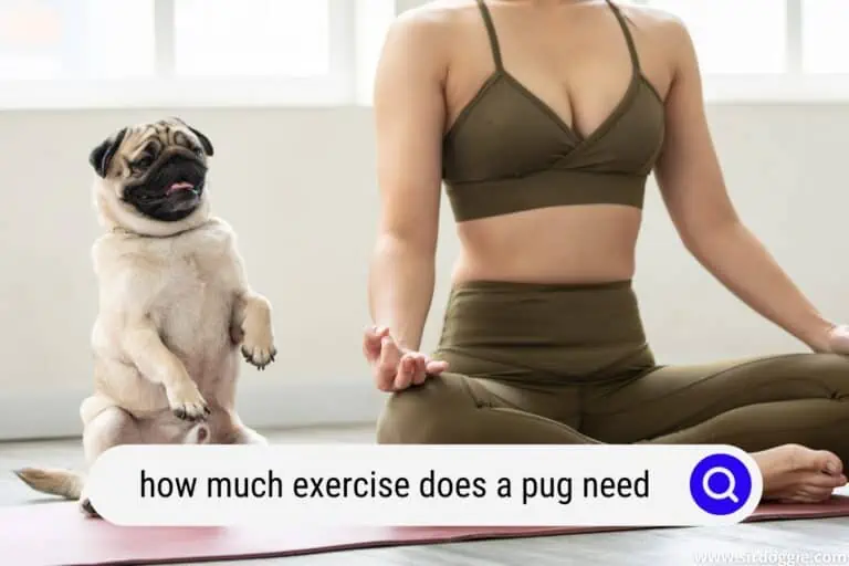 How Much Exercise Does A Pug Need