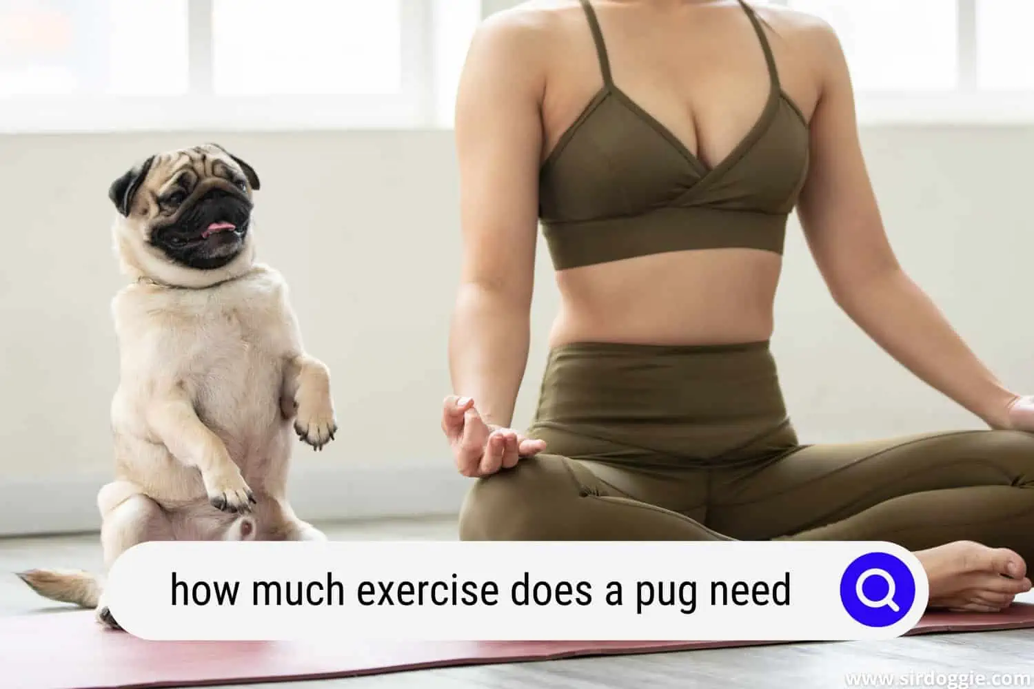 how much exercise does a pug need