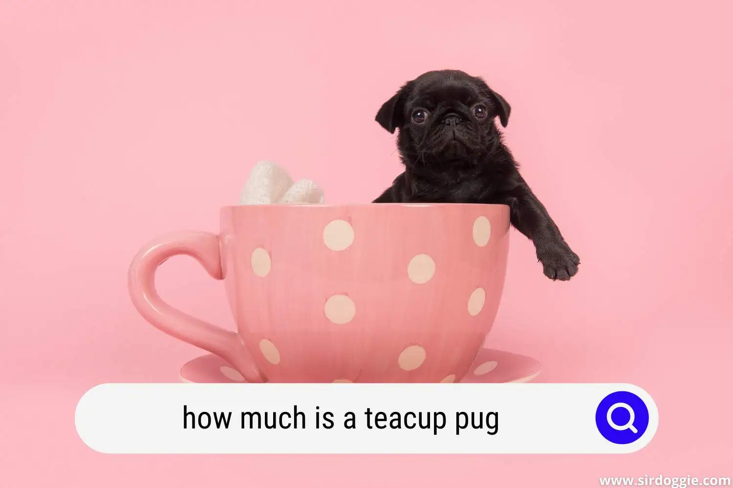 how much is a teacup pug