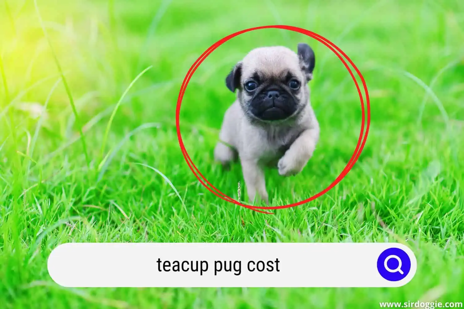 teacup pug cost