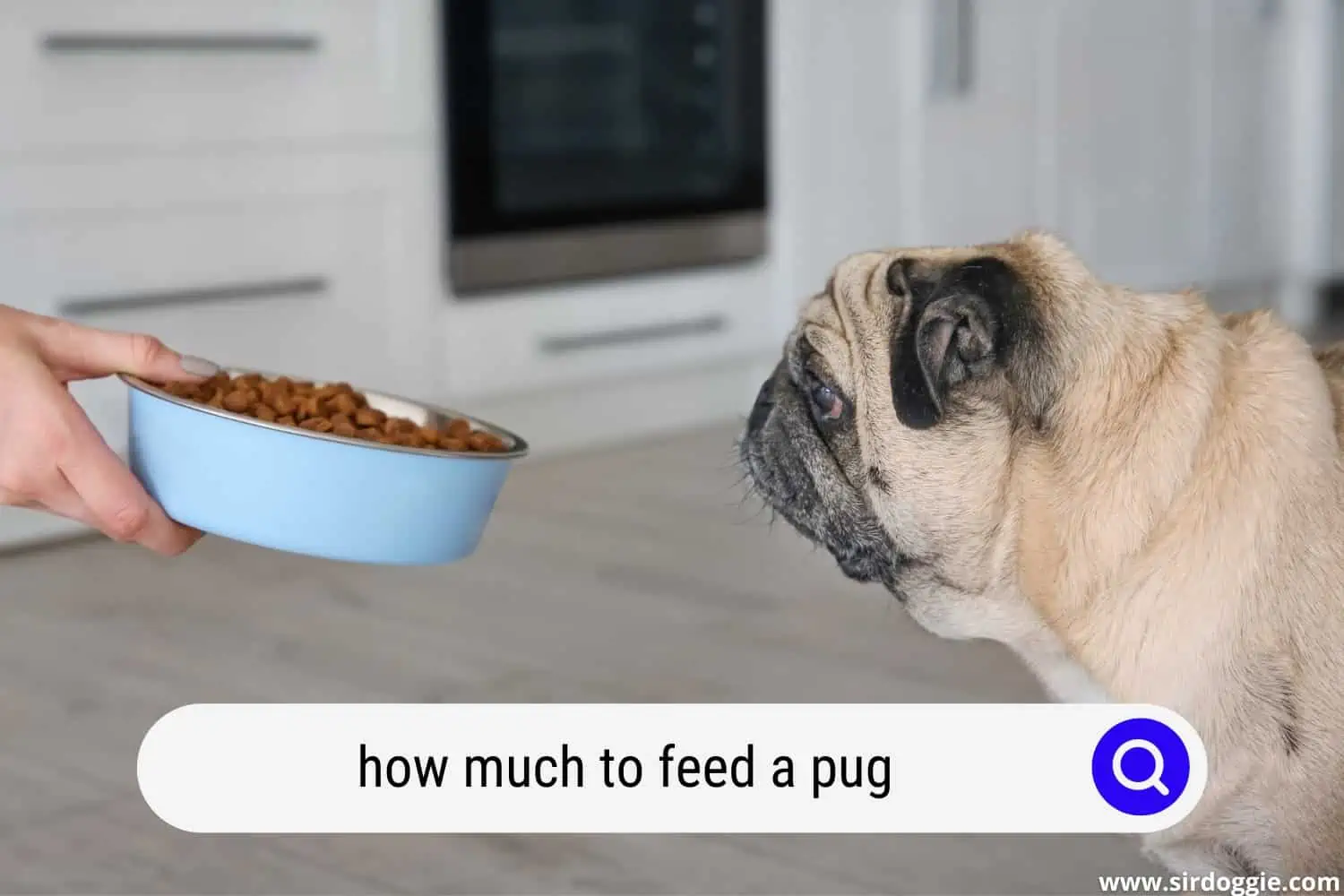how much to feed a pug
