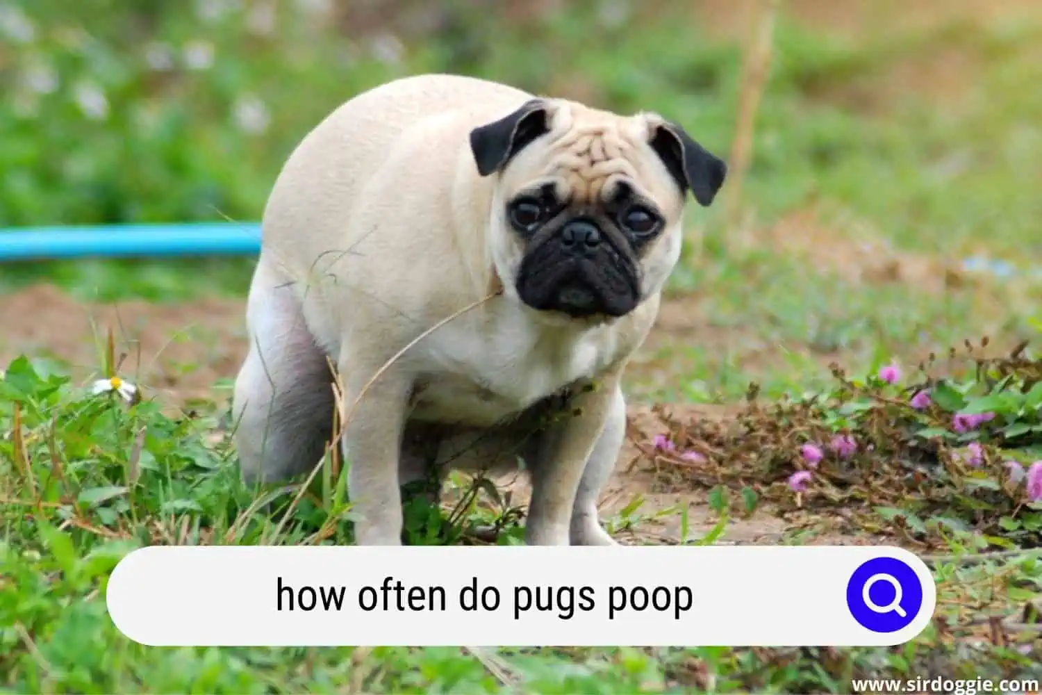 how often do pugs poop