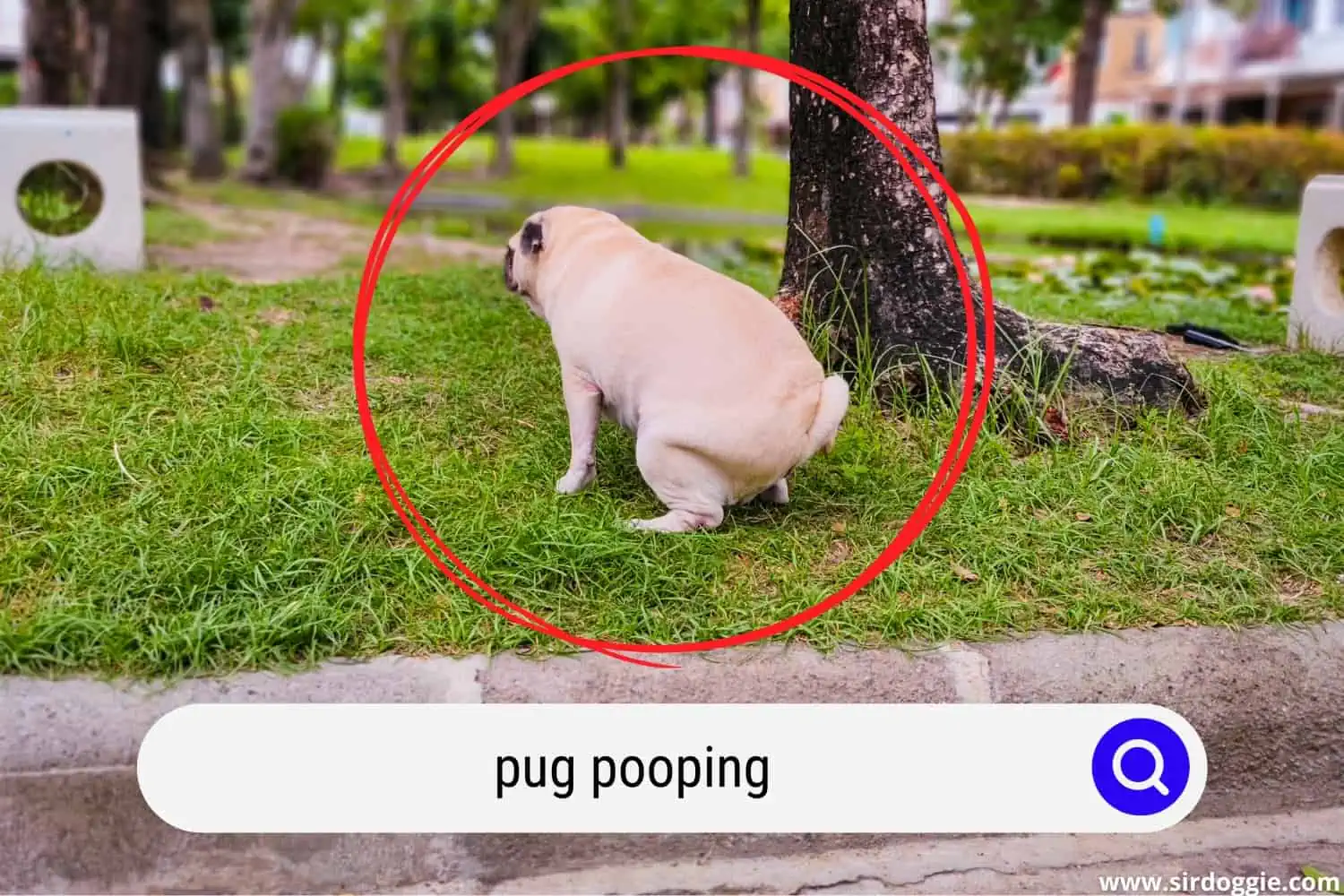 pug pooping