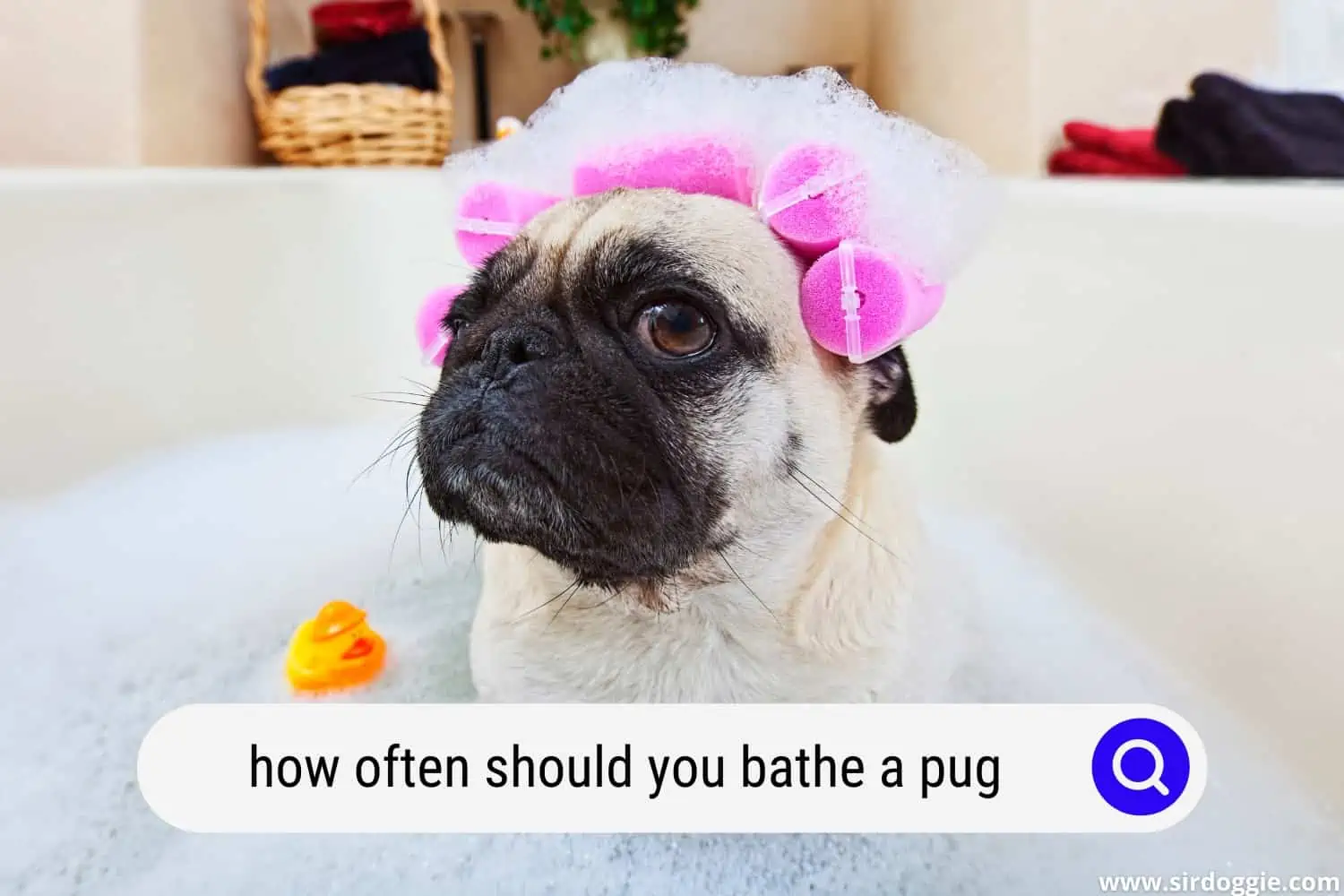 how often should you bathe a pug