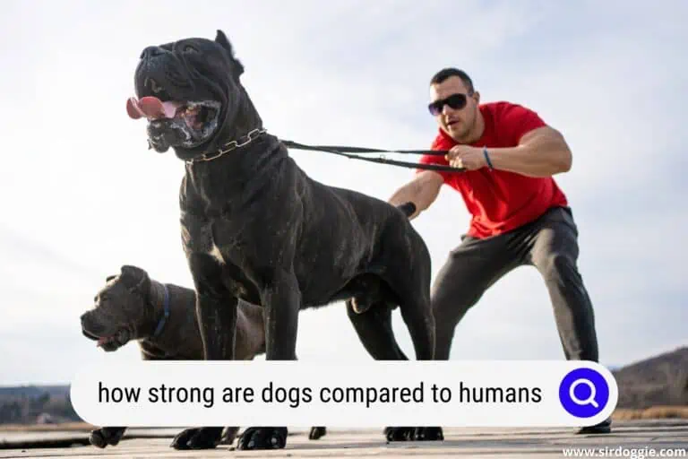 How Strong Are Dogs Compared to Humans