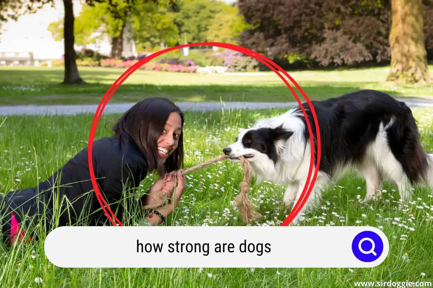 how strong are dogs