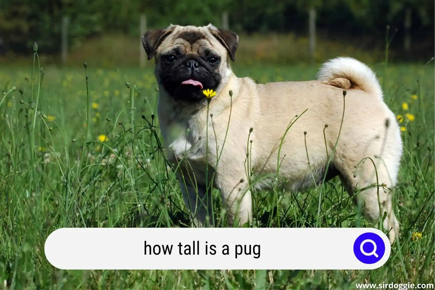how tall is a pug