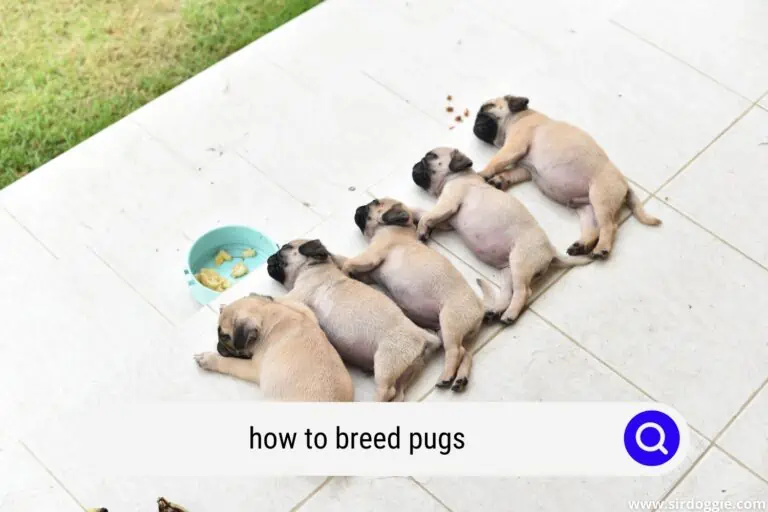How To Breed Pugs