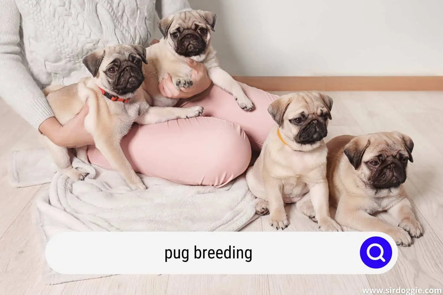 pug breeding