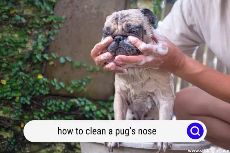 how to clean a pugs nose