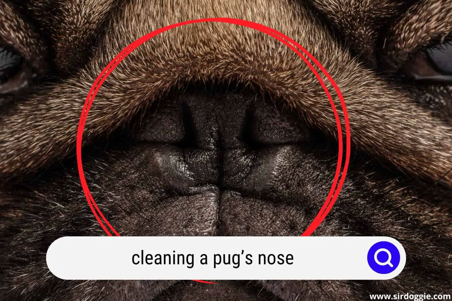 pugs nose