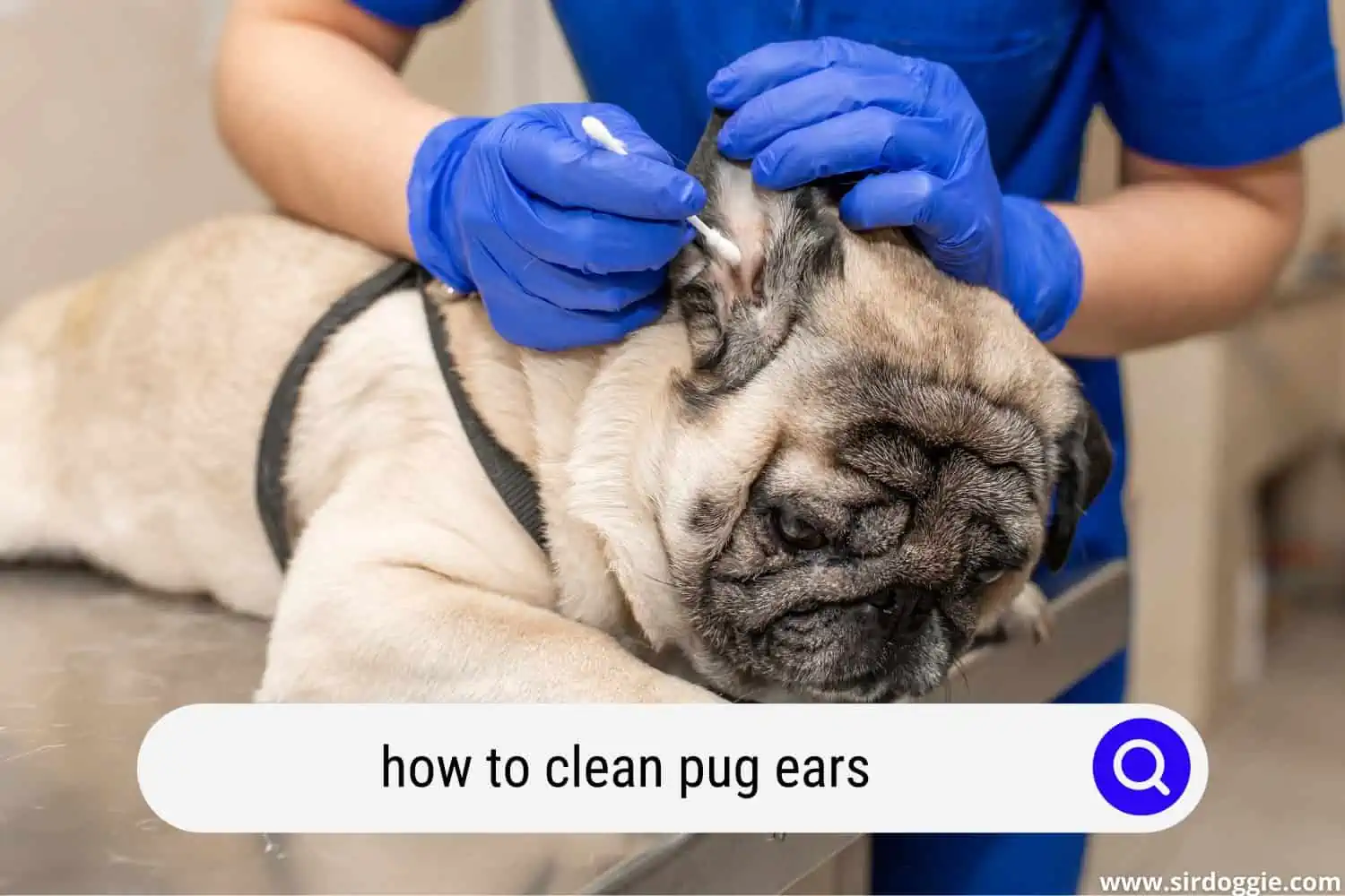 how to clean pug ears