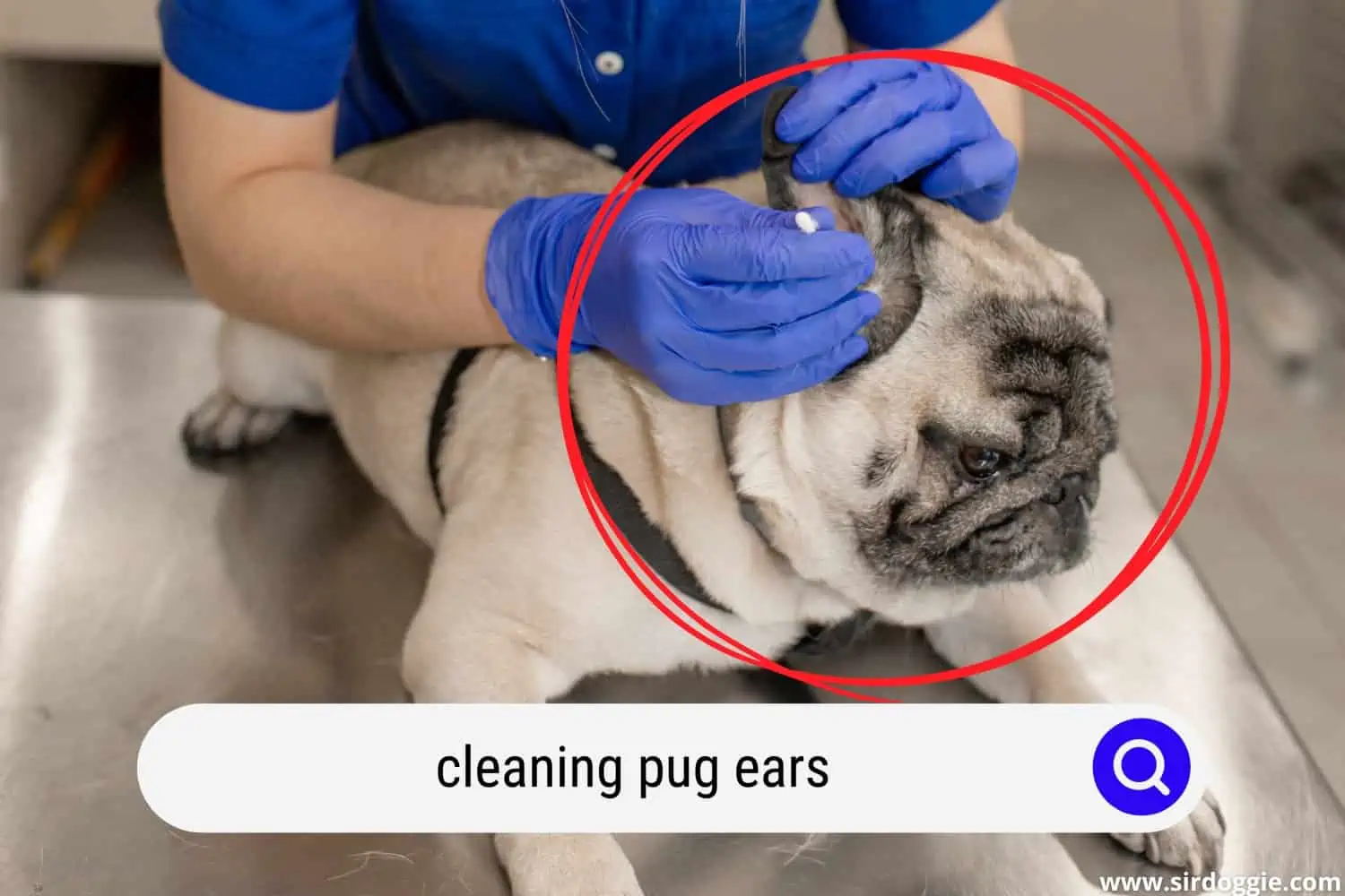 cleaning pug ears