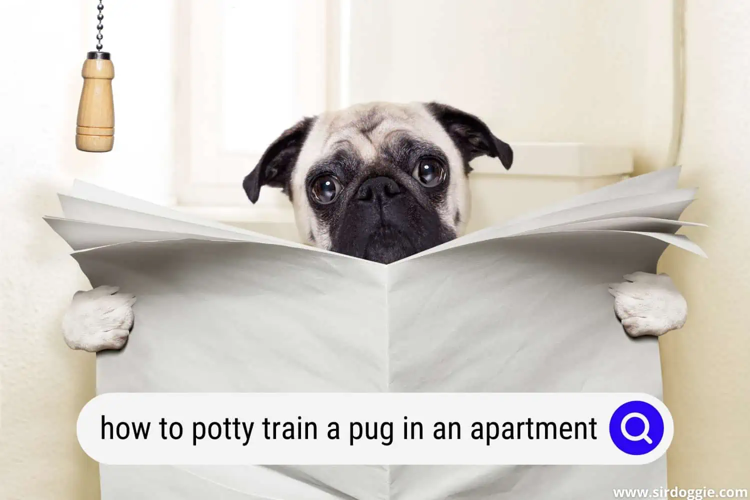 how to potty train a pug in an apartment