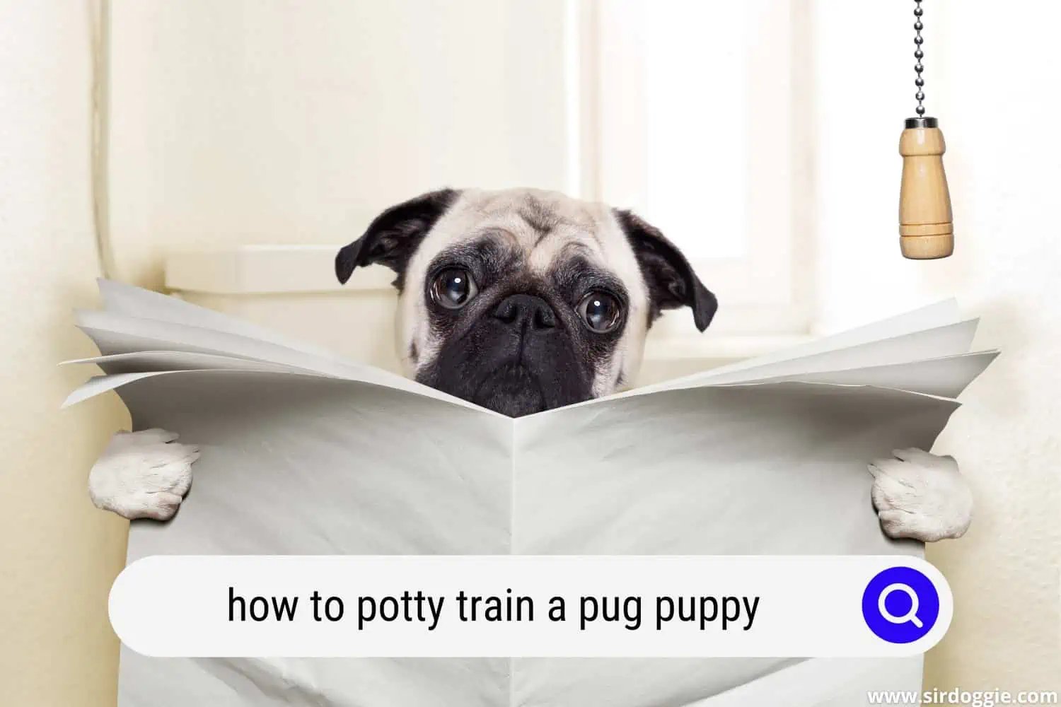 how to potty train a pug puppy