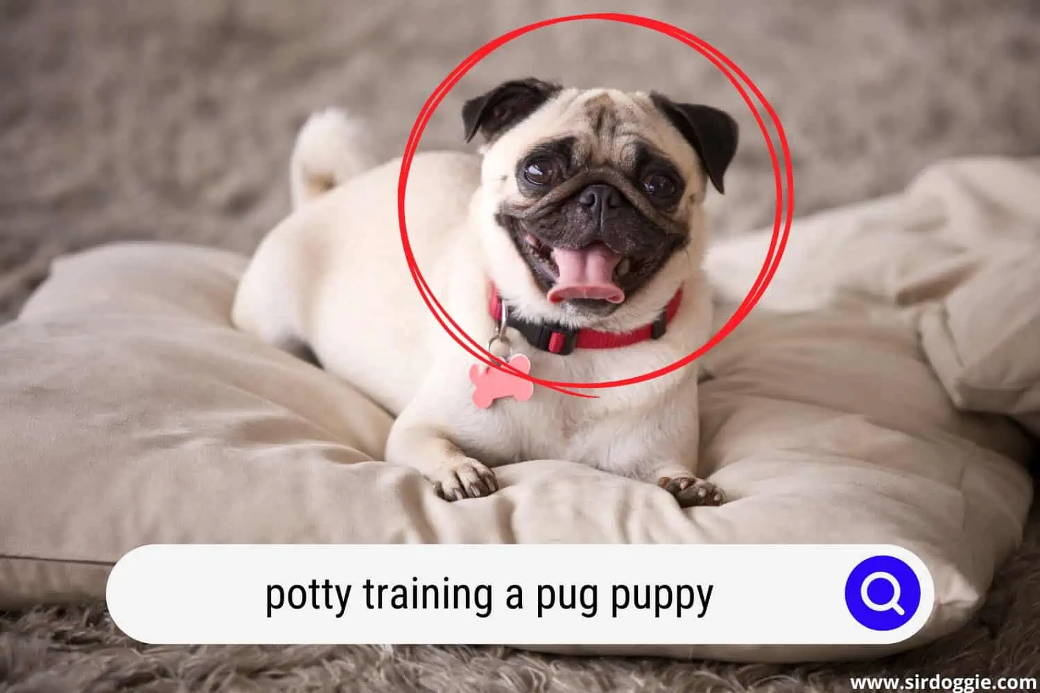 potty training a pug puppy