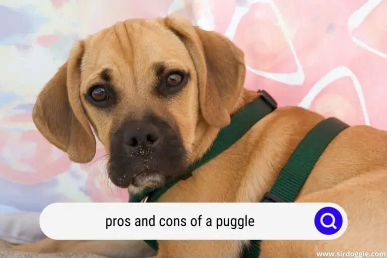 Pros and Cons Of A Puggle: Is It The Right Breed For Me?