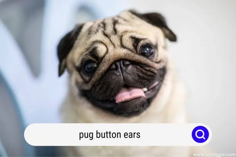pug button ears