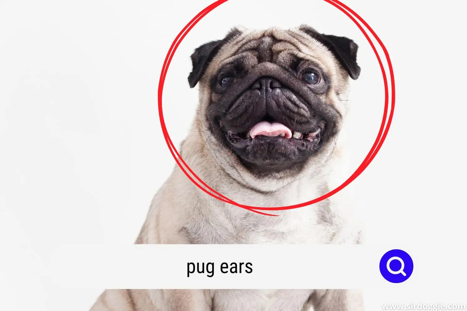 pug ears