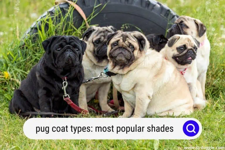 Pug Coat Types: The Most Popular Shades Of Wrinkle-Faced Pals