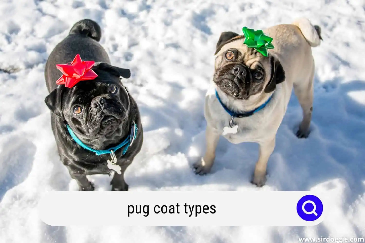 pug coat types