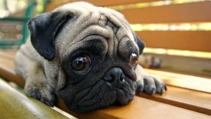 Are Pugs Prone To Seizures? - SirDoggie.com