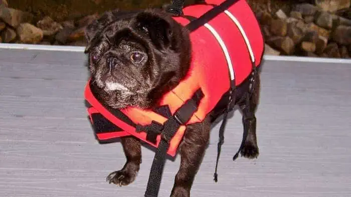pug life vest