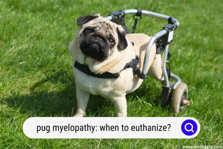 Pug Myelopathy: When To Euthanize?