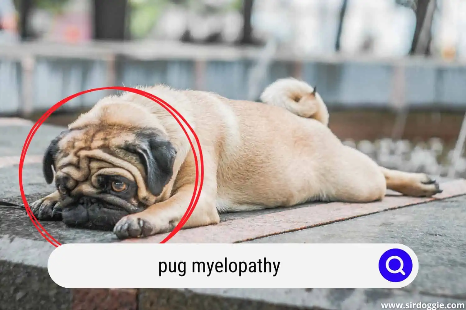 pug myelopathy