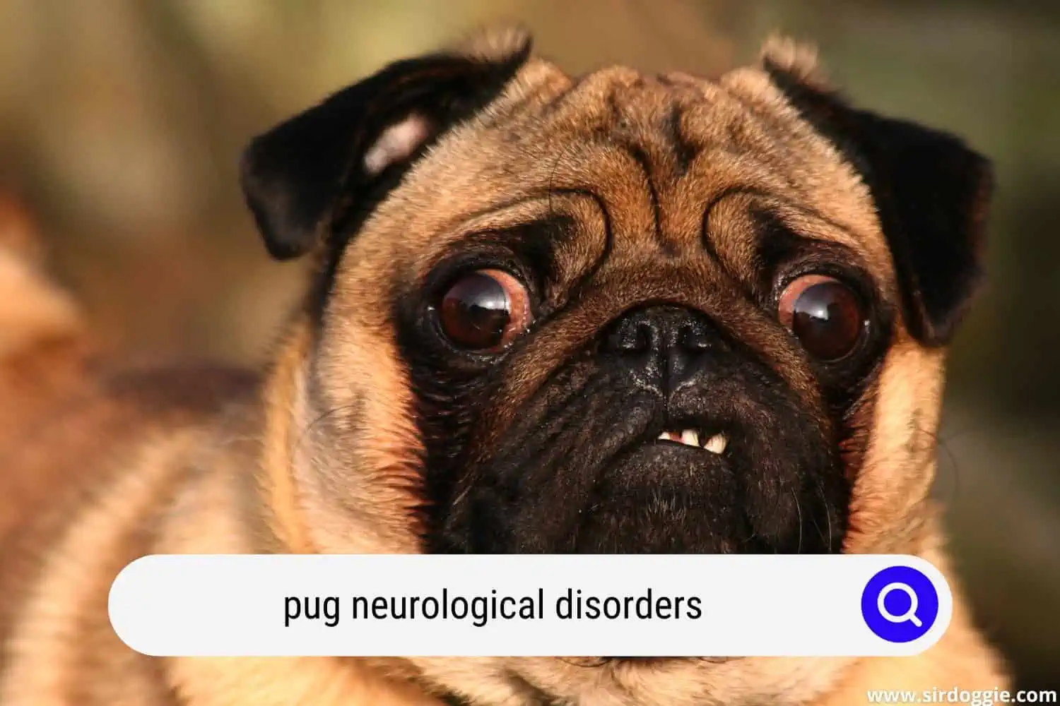 pug neurological disorders