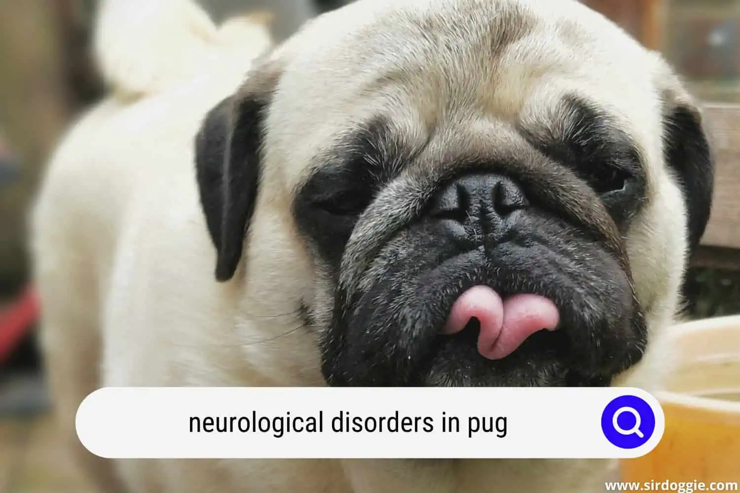 neurological disorders in pug