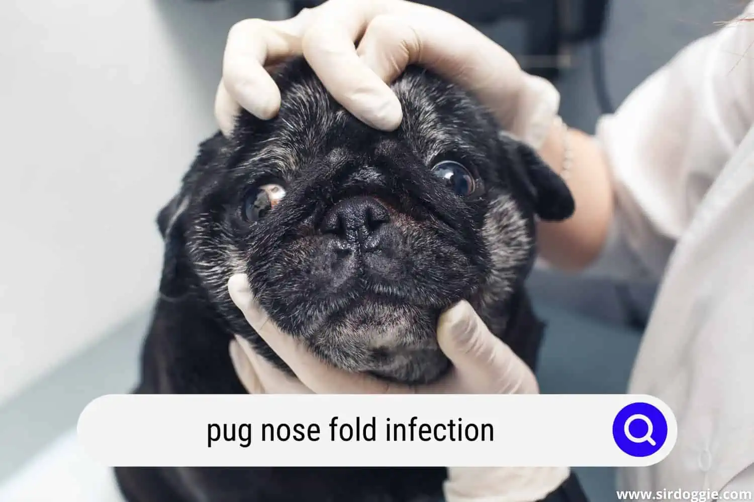 pug nose fold infection