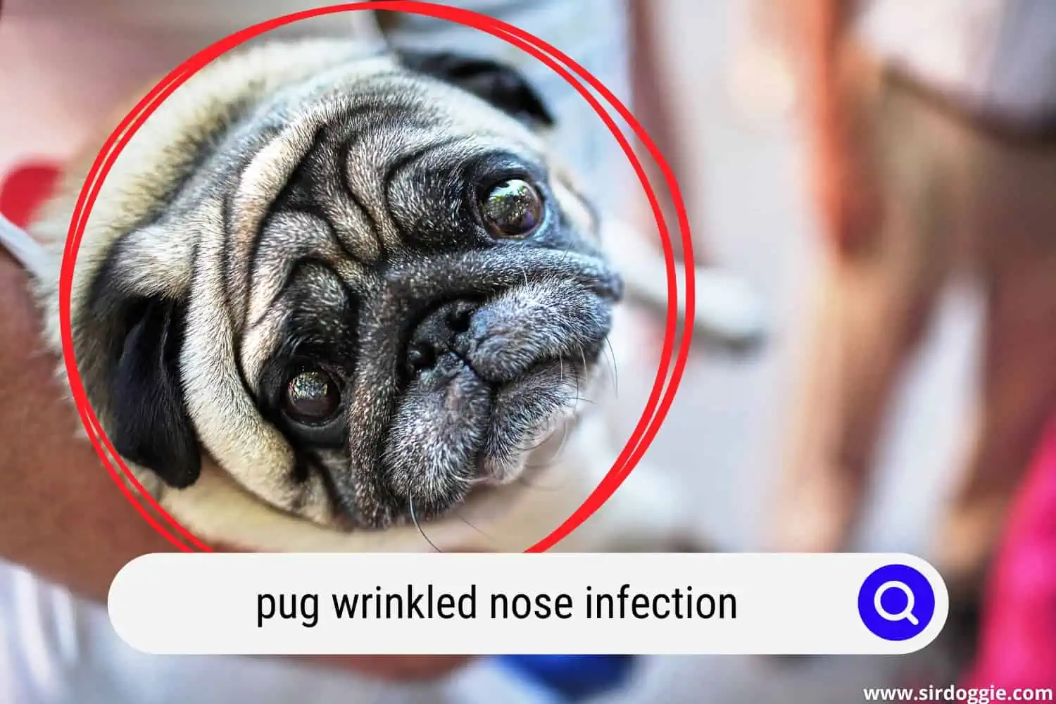 pug wrinkled nose infection