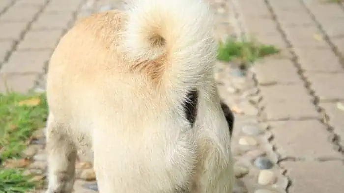 pug puppy tail