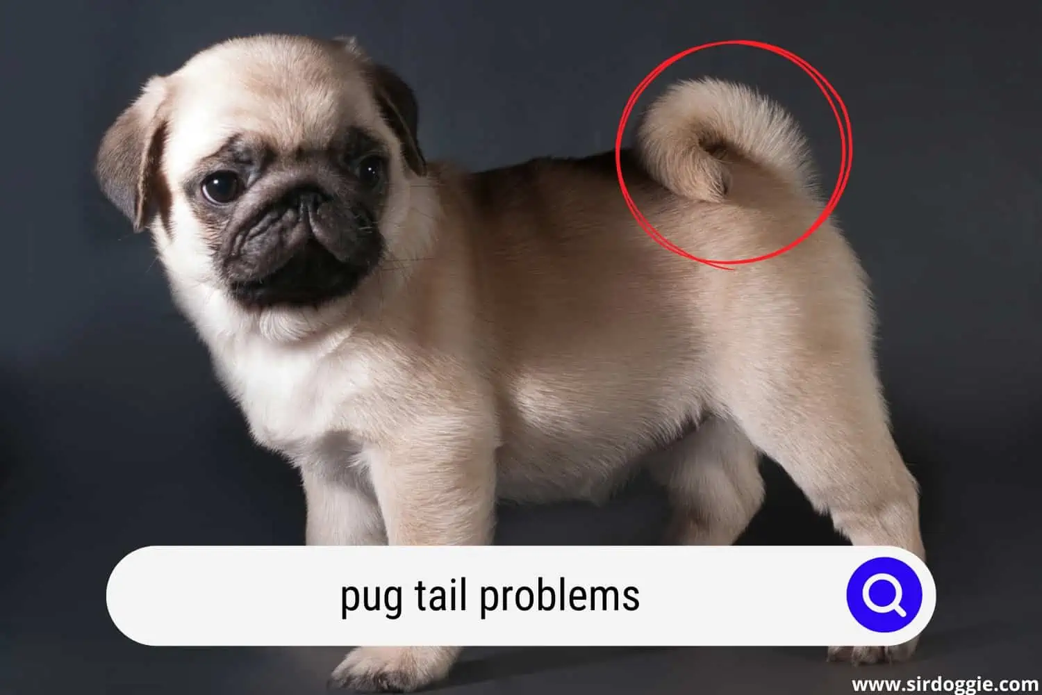 pug tail problems