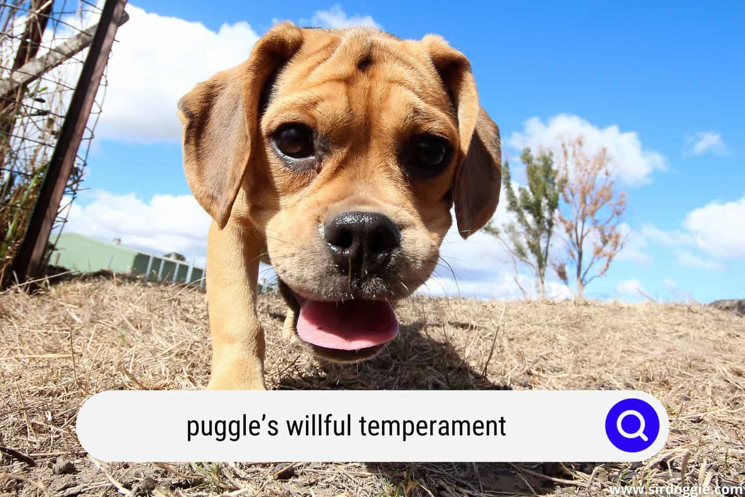 puggle willful temperament